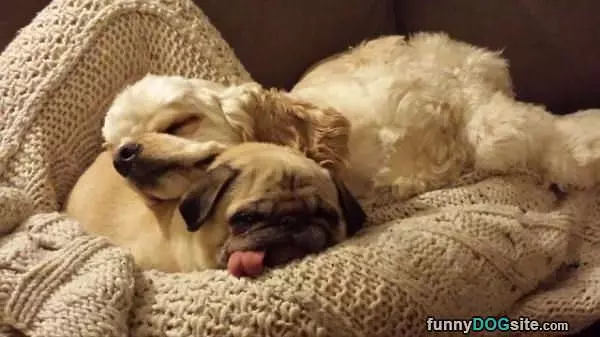 The Pug Pillow