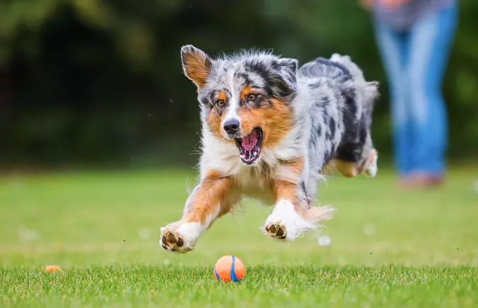 Australian Shepherd playing...