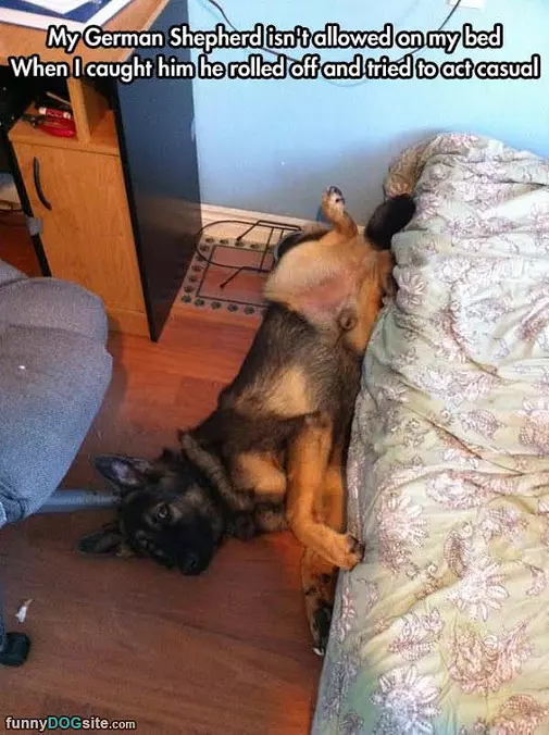 Now Allowed On The Bed