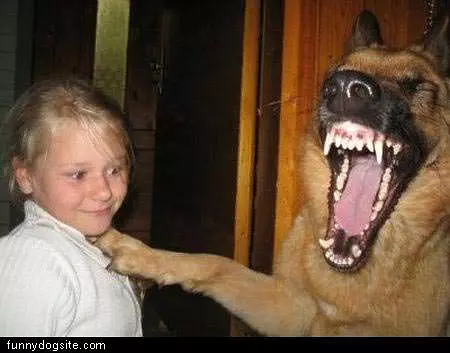 Gotta Hear This Dog