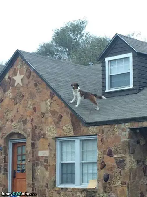 Guarding This House
