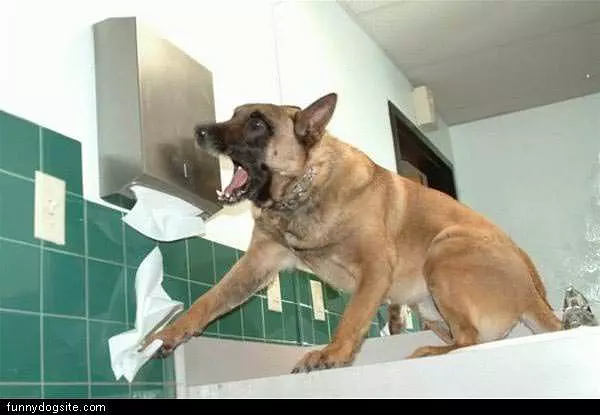 Paper Towels
