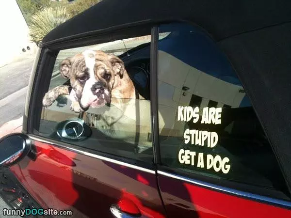 Kids Are Stupid