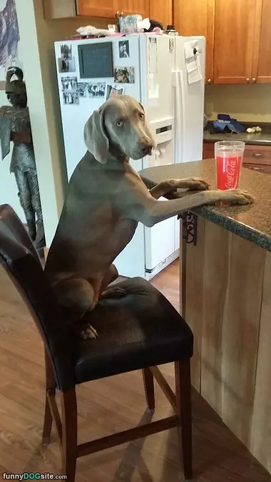 Water Please