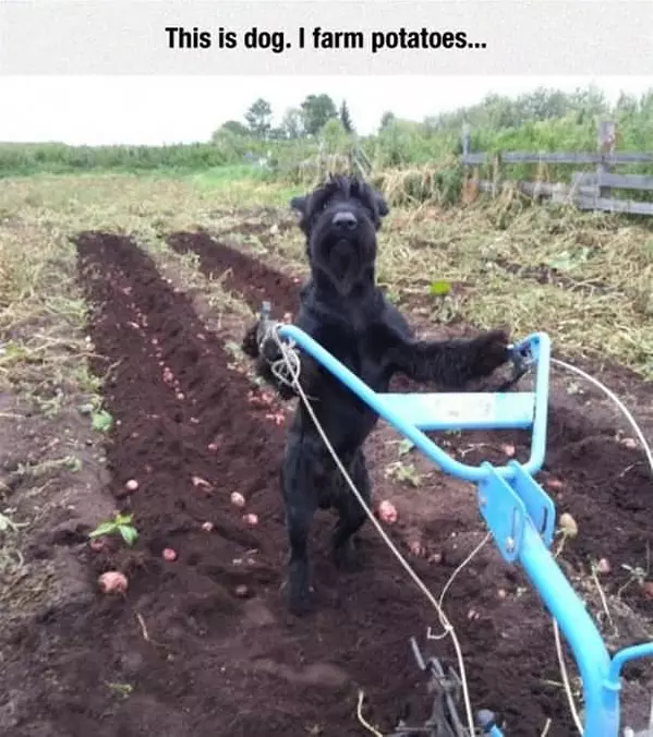 I Farm Potatoes