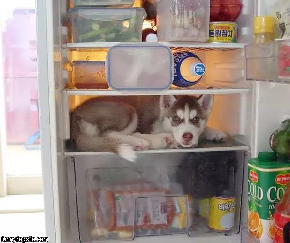 Fridge Dog