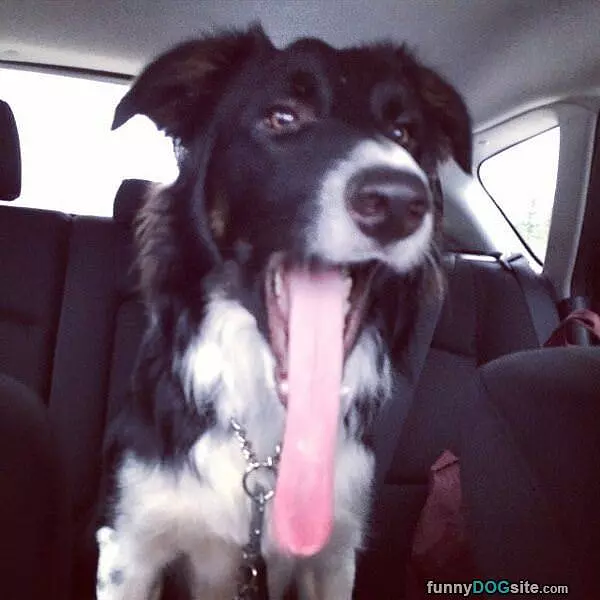 Super Long Tongue