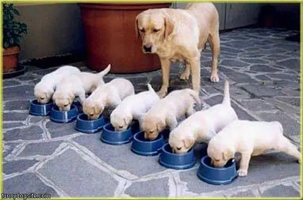 All Hungry