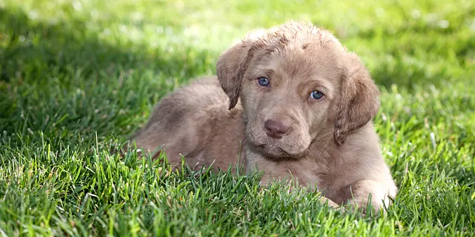 baby Chesapeake Bay Retriever