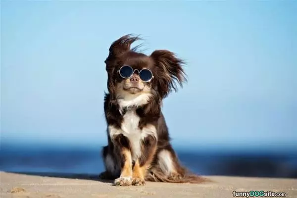 Windy Fun