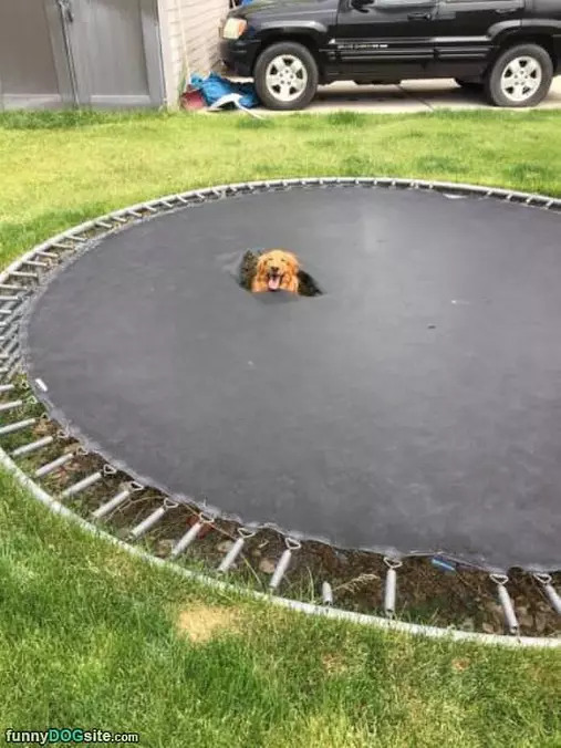 I Love The Trampoline