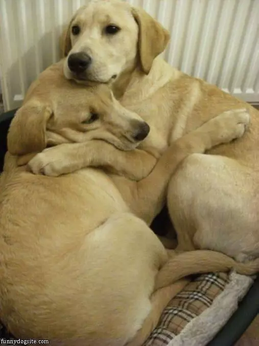 We Love Hugs