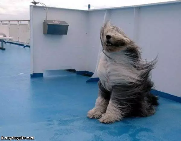 Windy Day