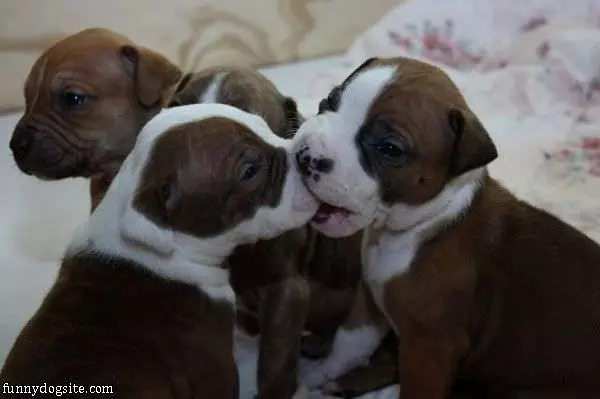 Shush It