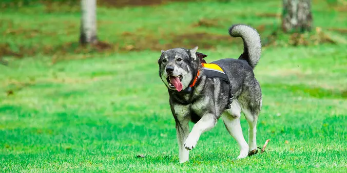 Swedish Vallhund running