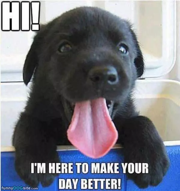 Here To Make Your Day Better
