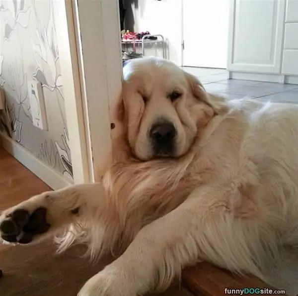 Why Are You Waking Me Up