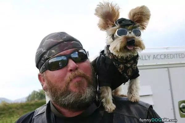 Shoulder Dog