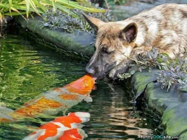 Give Me A Kiss