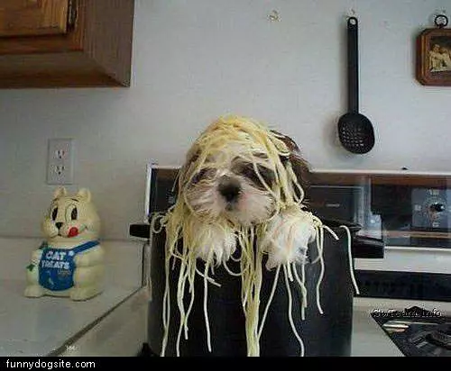Spaghetti Dog