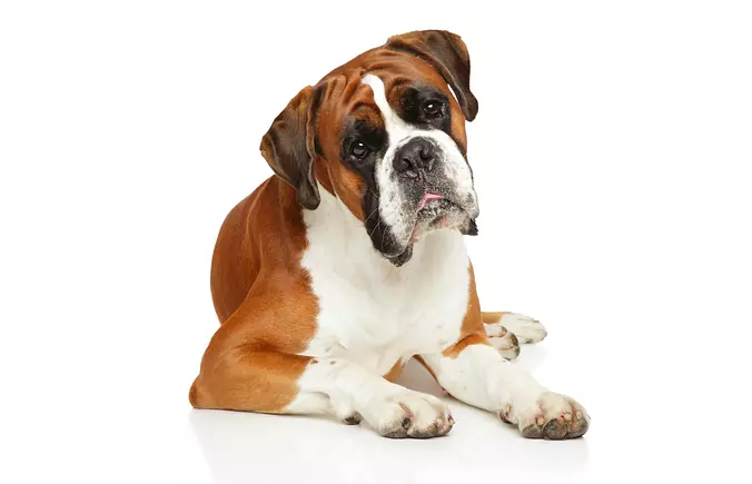 Boxer Gallery