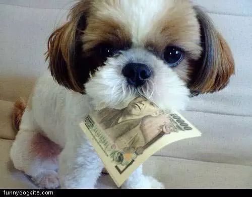 Looki See Here