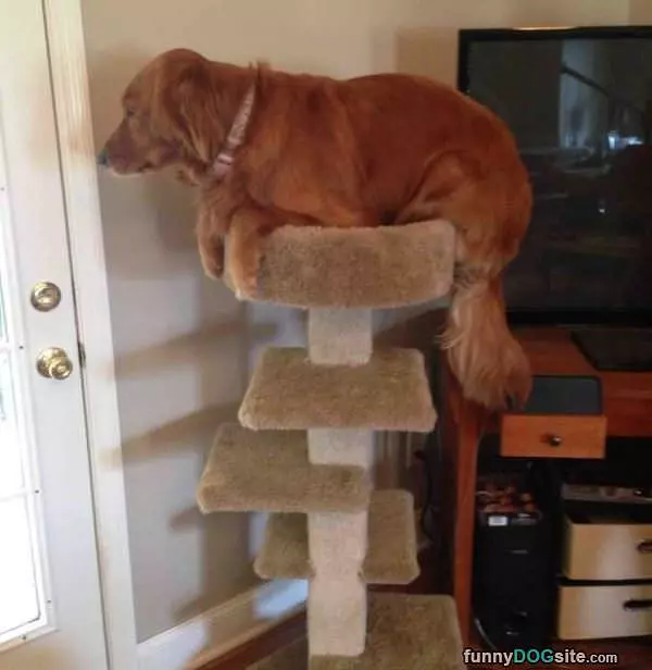 Dog Bed Too