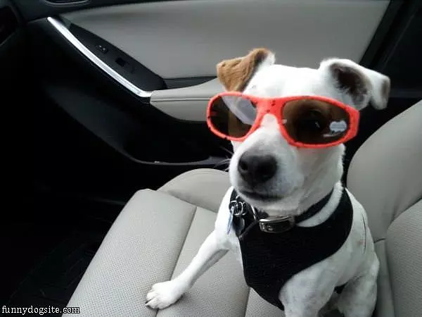 Nice Glasses