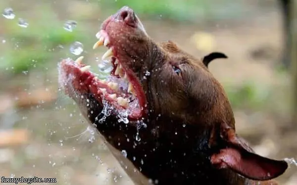 Nom Nom Nom Water