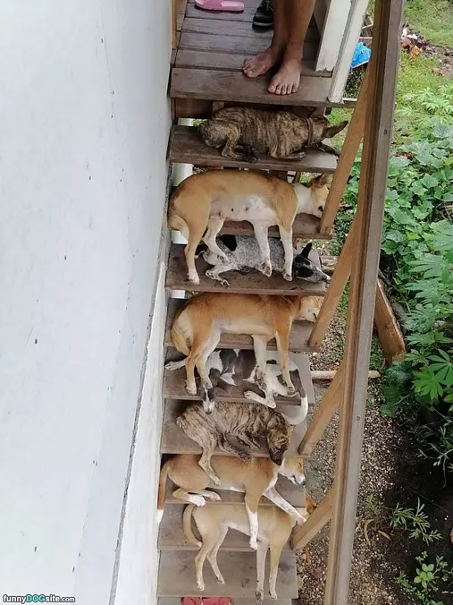 Dog Steps
