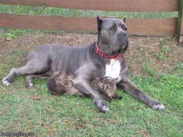 I Will Protect You