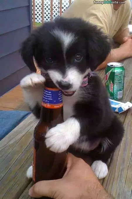 Puppies First Beer