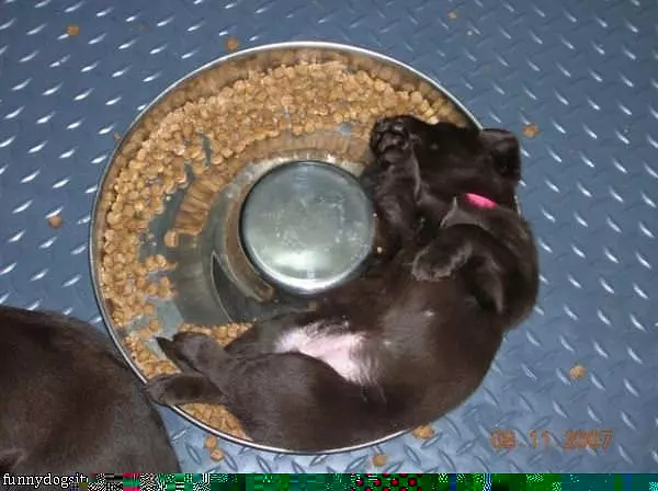 Bowl Of Food