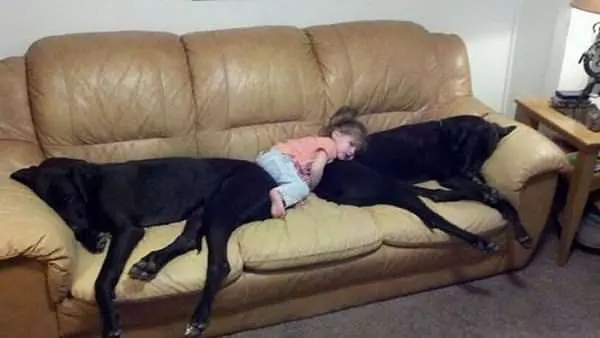 My Puppies