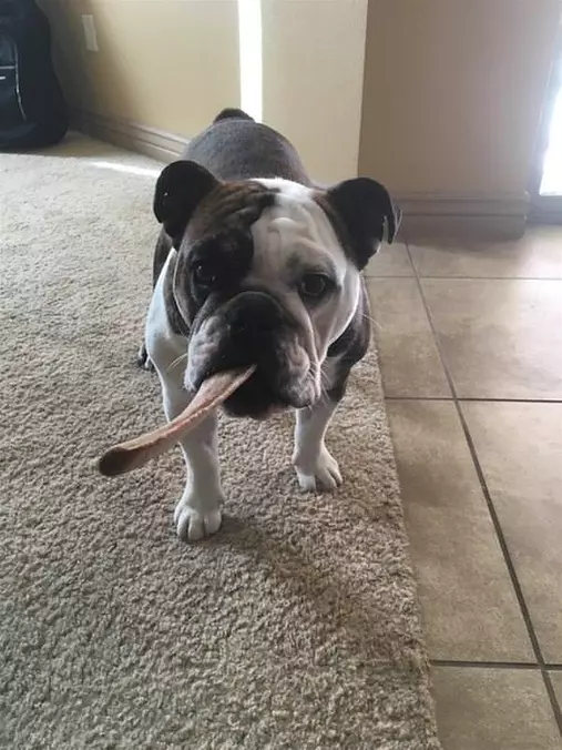 This Is My Favorite Bone