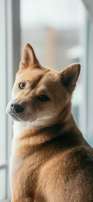 Akita Inu
