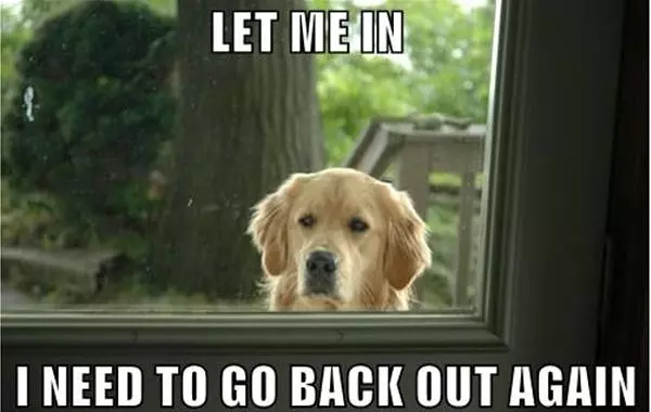 Let Me In