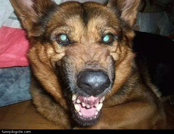 Say Chease