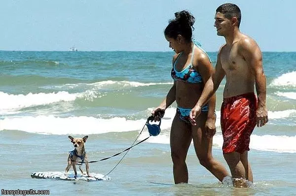 Surfs Up
