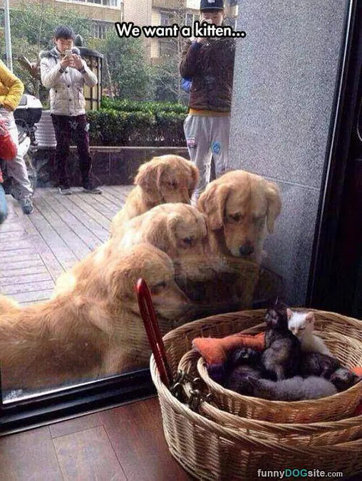 We Want A Kitten