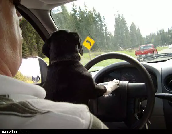 Dog Driving The Car