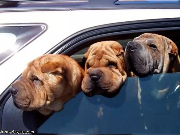 Let Us Out