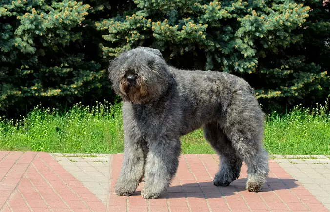 Bouvier des Flandres