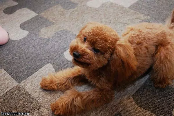 Growly Dog