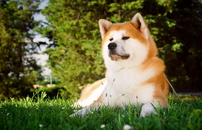 Akita dog