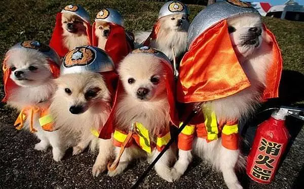 Asian Rescue Dogs