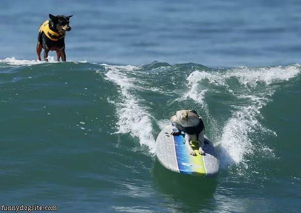 Surf Dogs