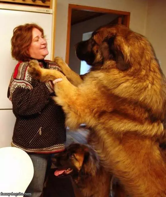 Big Doggy