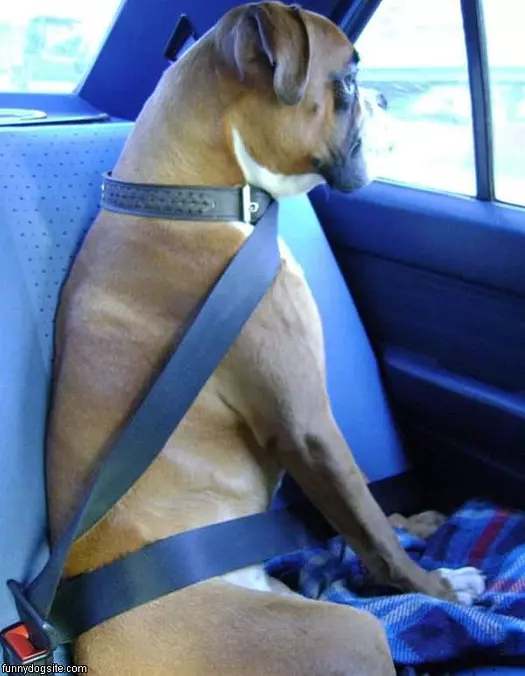 Safety First Dog