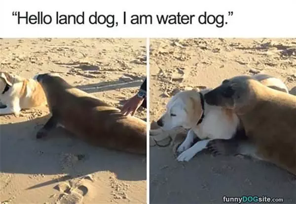 Im Land Dog